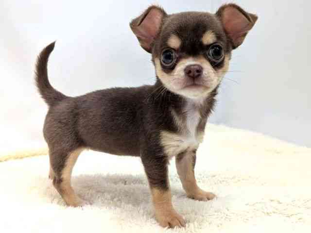 広島県のチワワ(スムース) (ひごペットフレンドリーゆめタウン廿日市店/2025年9月30日生まれ/女の子/チョコレートタン)の子犬の2枚目の画像