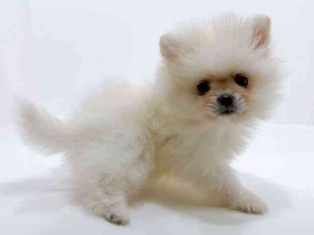 広島県のポメラニアン (ひごペットフレンドリーフジグラン神辺店/2025年9月27日生まれ/男の子/ホワイト)の子犬の2枚目の画像