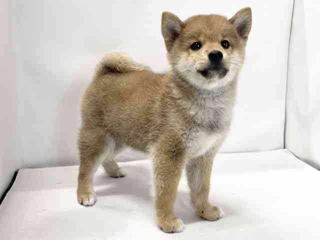 愛媛県の柴犬(標準サイズ) (ひごペットフレンドリーイオンモール今治新都市店/2025年9月28日生まれ/男の子/赤)の子犬の2枚目の画像