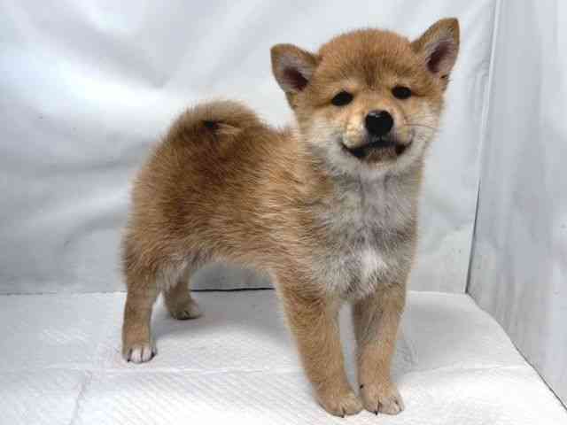 大阪府の柴犬(標準サイズ) (ひごペットフレンドリー堺プラットプラット店/2025年9月28日生まれ/男の子/赤)の子犬の2枚目の画像