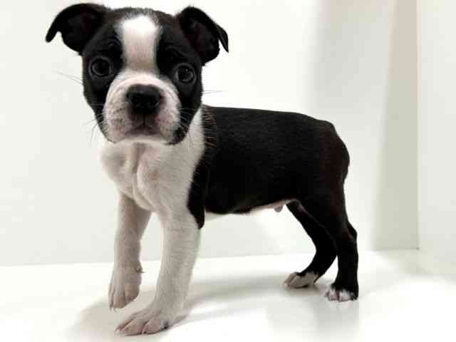 奈良県のボストンテリア (ひごペットフレンドリーイオンモール橿原ウエスト・ビレッジ店/2025年9月25日生まれ/男の子/ボストンカラー)の子犬の2枚目の画像