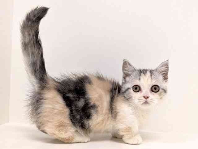 福岡県のミヌエット (ひごペットフレンドリーリバーウォーク北九州店/2025年9月15日生まれ/女の子/シルバーパッチドタビーホワイト)の子猫の2枚目の画像