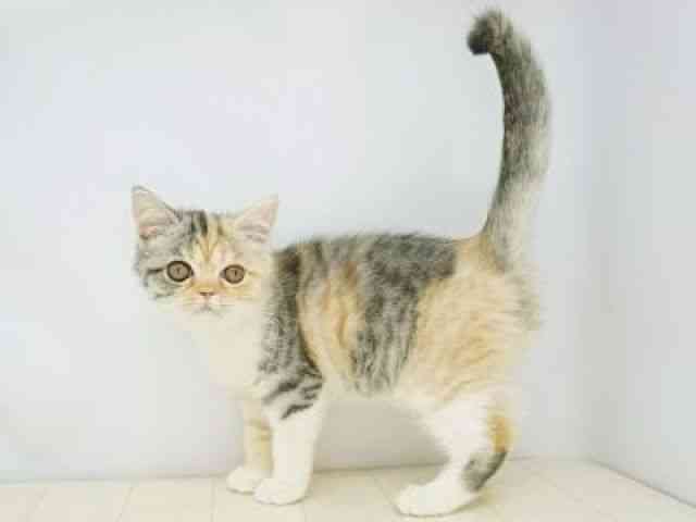 福岡県のミヌエット (ひごペットフレンドリーゆめタウン筑紫野店/2025年9月15日生まれ/女の子/シルバーパッチドタビーホワイト)の子猫の2枚目の画像