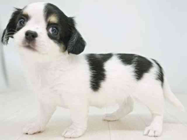 福岡県のチワックス(チワワ×ダックス) (ひごペットフレンドリーゆめタウン筑紫野店/2025年9月28日生まれ/女の子/ブラックタンホワイト)の子犬の2枚目の画像