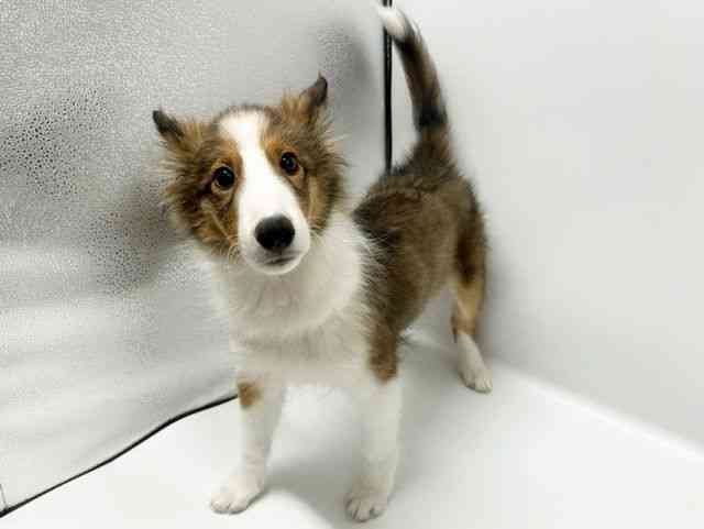 大阪府のシェットランドシープドッグ (ひごペットフレンドリーイオンタウン豊中庄内店/2025年9月30日生まれ/女の子/セーブルホワイト)の子犬の2枚目の画像