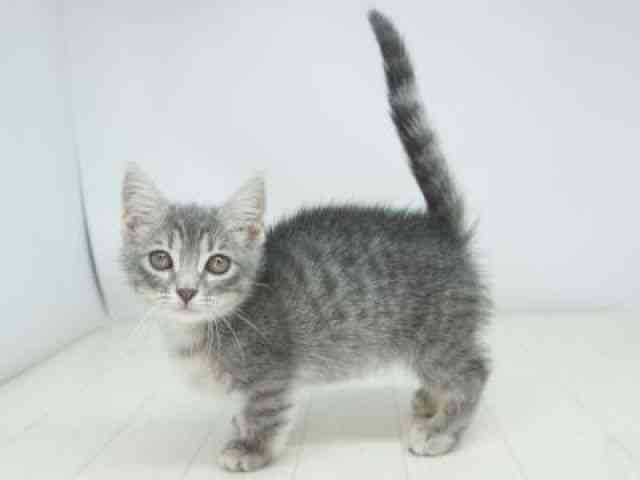 福岡県のマンチカン (ひごペットフレンドリーゆめタウン筑紫野店/2025年9月27日生まれ/女の子/ブラウンタビー)の子猫の2枚目の画像