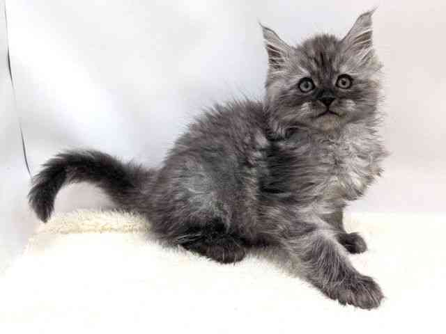 広島県のメインクーン (ひごペットフレンドリーゆめタウン廿日市店/2025年9月29日生まれ/男の子/シルバータビー)の子猫の2枚目の画像