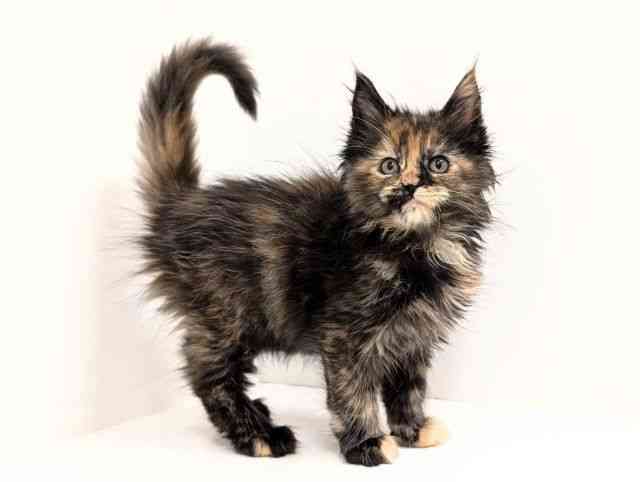 福岡県のメインクーン (ひごペットフレンドリーリバーウォーク北九州店/2025年9月29日生まれ/女の子/トーティーシェル)の子猫の2枚目の画像