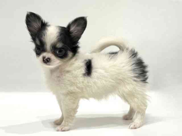 愛知県のチワワ(ロング) (ひごペットフレンドリーヴィアモール アピタ江南西店/2025年9月26日生まれ/女の子/ホワイトブラックタン)の子犬の2枚目の画像