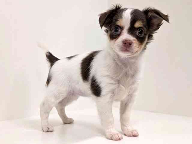 福岡県のチワワ(ロング) (ひごペットフレンドリーリバーウォーク北九州店/2025年9月27日生まれ/女の子/ホワイトチョコレートタン)の子犬の2枚目の画像