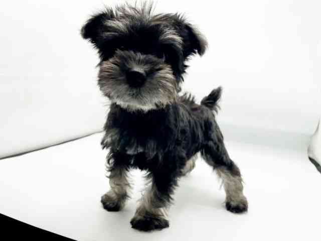 兵庫県のミニチュアシュナウザー (ひごペットフレンドリーコロワ甲子園店/2025年9月30日生まれ/女の子/ブラックシルバー)の子犬の2枚目の画像