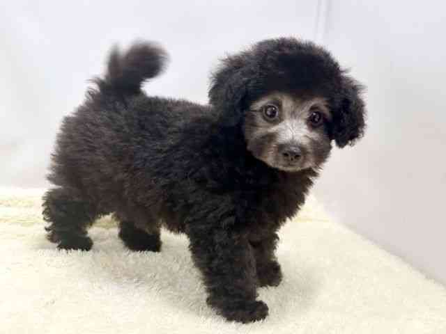 広島県のトイプードル(トイ) (ひごペットフレンドリーゆめタウン廿日市店/2025年9月30日生まれ/男の子/シルバー)の子犬の2枚目の画像