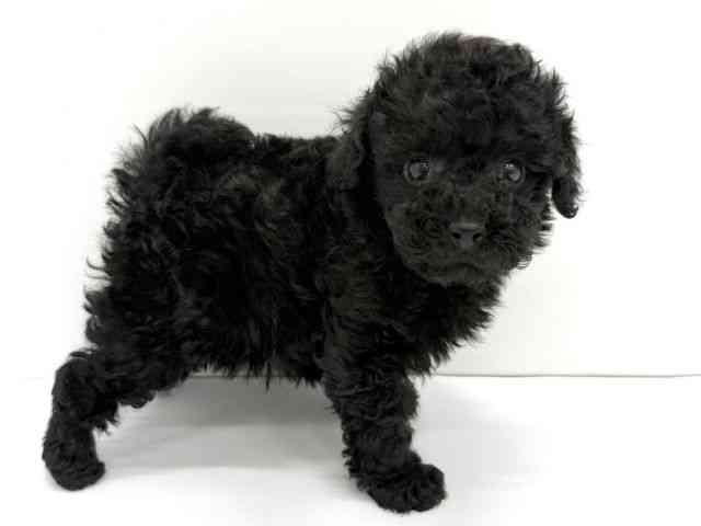 大阪府のトイプードル(トイ) (ひごペットフレンドリーイオンタウン茨木太田店/2025年9月23日生まれ/女の子/ブラック)の子犬の2枚目の画像