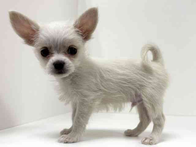 愛知県のチワマル/マルチワ(チワワ×マルチーズ) (ひごペットフレンドリーイトーヨーカドー知多店/2025年9月30日生まれ/男の子/ホワイト)の子犬の2枚目の画像