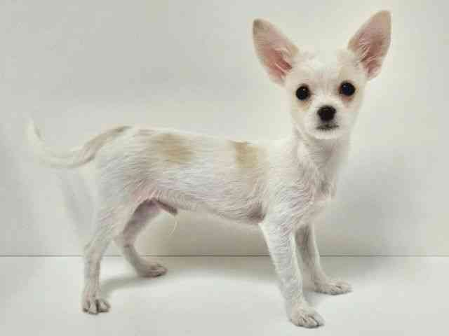 愛知県のチワマル/マルチワ(チワワ×マルチーズ) (ひごペットフレンドリーイトーヨーカドー知多店/2025年9月30日生まれ/男の子/ホワイト)の子犬の2枚目の画像