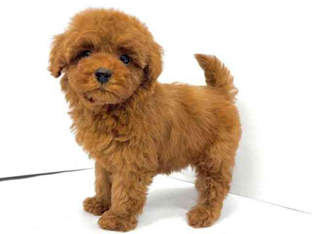 大阪府のトイプードル(トイ) (ひごペットフレンドリーイオンタウン茨木太田店/2025年9月30日生まれ/男の子/レッド)の子犬の2枚目の画像