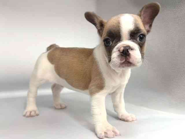 大阪府のフレンチブルドッグ (ひごペットフレンドリー岸和田店/2025年9月28日生まれ/男の子/パイド)の子犬の2枚目の画像