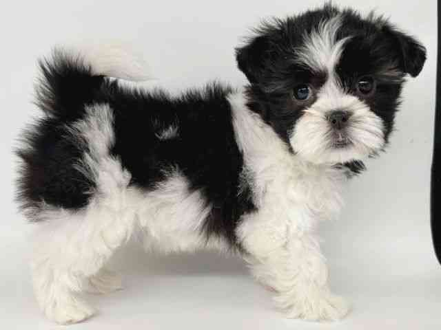 大阪府のマルズー/マルシーズ(マルチーズ×シーズー) (ひごペットフレンドリー瓜破店/2025年9月29日生まれ/女の子/ホワイトブラック)の子犬の2枚目の画像