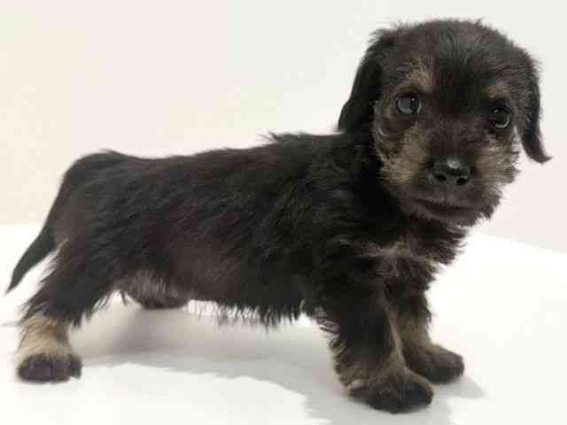 大阪府のシュナックス(シュナウザー×ダックス) (ひごペットフレンドリーイオン高槻店/2025年9月30日生まれ/女の子/ブラックタン)の子犬の2枚目の画像