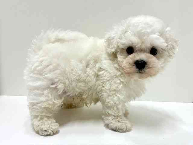 愛知県のビションフリーゼ (ひごペットフレンドリーららぽーと名古屋みなとアクルス店/2025年9月30日生まれ/男の子/ホワイト)の子犬の2枚目の画像