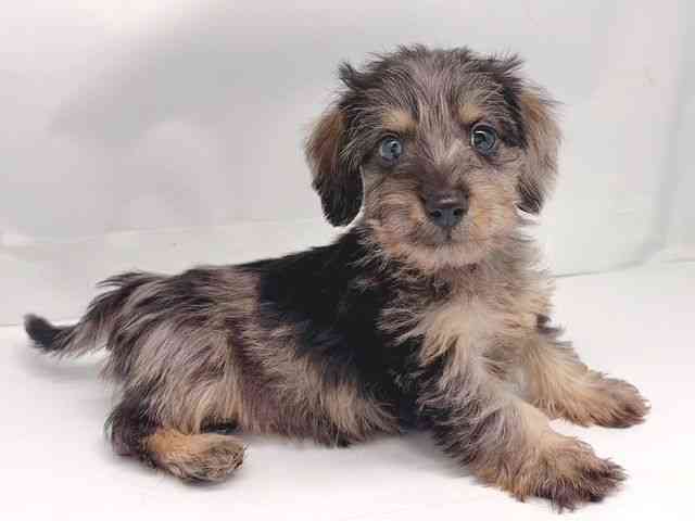 京都府のシュナックス(シュナウザー×ダックス) (ひごペットフレンドリー洛北阪急スクエア店/2025年9月30日生まれ/男の子/シルバーダップル)の子犬の2枚目の画像