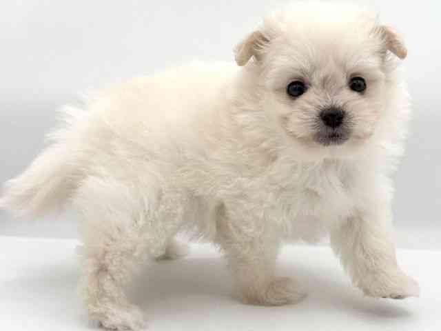 大阪府のポメプー(ポメラニアン×プードル) (ひごペットフレンドリーイオンそよら海老江店/2025年9月29日生まれ/女の子/ホワイト)の子犬の2枚目の画像