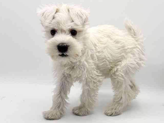 大阪府のミニチュアシュナウザー (ひごペットフレンドリーみのおキューズモール店/2025年9月29日生まれ/女の子/ホワイト)の子犬の2枚目の画像