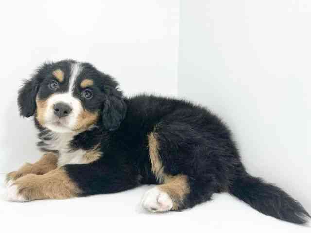 京都府のバーニーズマウンテンドッグ (ひごペットフレンドリーイズミヤショッピングセンター八幡店/2025年9月26日生まれ/女の子/ブラックラストホワイト)の子犬の2枚目の画像