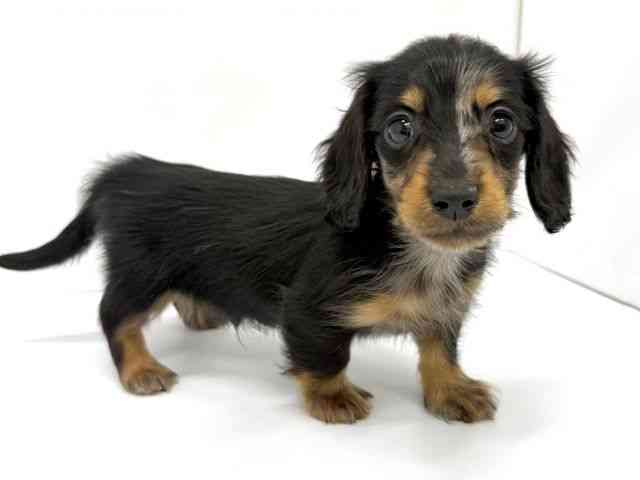 大阪府のミニチュアダックスフンド(ロング) (ひごペットフレンドリーイオンタウン茨木太田店/2025年9月30日生まれ/男の子/シルバーダップル)の子犬の2枚目の画像