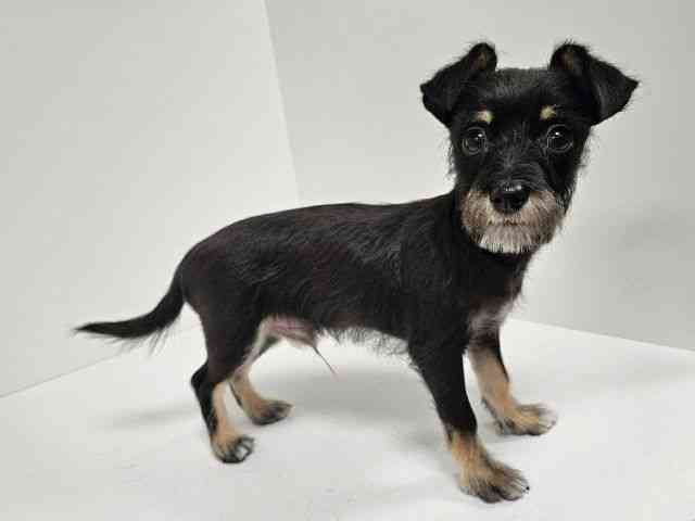 愛知県のハーフ犬・ミックス犬 (ひごペットフレンドリーイトーヨーカドー知多店/2025年9月21日生まれ/男の子/ブラックシルバー)の子犬の2枚目の画像