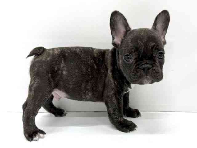 大阪府のフレンチブルドッグ (ひごペットフレンドリーイオンタウン茨木太田店/2025年9月29日生まれ/男の子/ブリンドル)の子犬の2枚目の画像