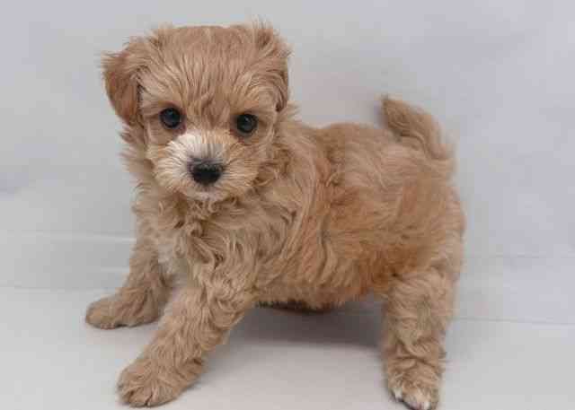 鳥取県のマルプー(マルチーズ×プードル) (ひごペットフレンドリーイオンモール鳥取北店/2025年9月22日生まれ/女の子/アプリコット)の子犬の2枚目の画像