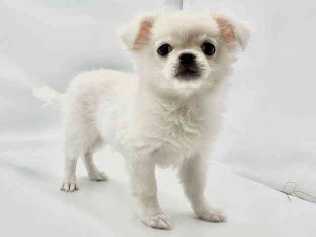 大阪府のチワペキ/ペキチー/ペキチワ(チワワ×ペキニーズ) (ひごペットフレンドリー東淀川店/2025年8月30日生まれ/男の子/ホワイト)の子犬の2枚目の画像