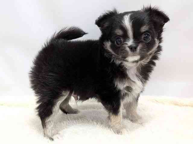 広島県のチワワ(ロング) (ひごペットフレンドリーゆめタウン廿日市店/2025年9月30日生まれ/男の子/ブラックタンホワイト)の子犬の2枚目の画像