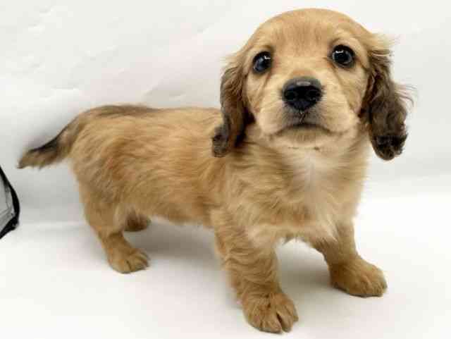 奈良県のミニチュアダックスフンド(ロング) (ひごペットフレンドリートナリエ大和高田店/2025年9月30日生まれ/女の子/レッド)の子犬の2枚目の画像