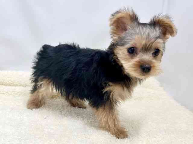 広島県のヨークシャーテリア (ひごペットフレンドリーゆめタウン廿日市店/2025年9月27日生まれ/女の子/スチールブルータン)の子犬の2枚目の画像