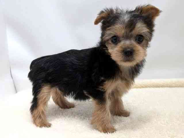 広島県のヨークシャーテリア (ひごペットフレンドリーゆめタウン廿日市店/2025年9月27日生まれ/女の子/スチールブルータン)の子犬の2枚目の画像