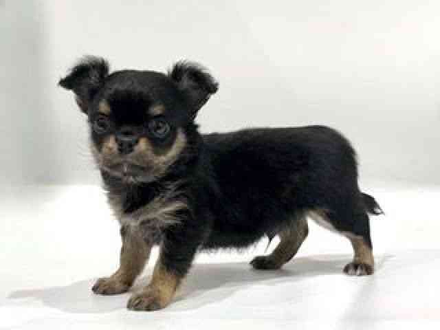 愛知県のチワワ(ロング) (ひごペットフレンドリーヴィアモール アピタ江南西店/2025年9月30日生まれ/男の子/ブラックタン)の子犬の2枚目の画像