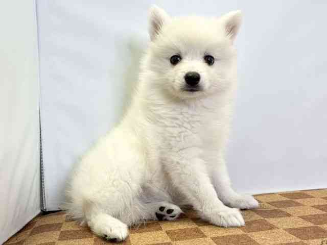 愛媛県の日本スピッツ (ひごペットフレンドリーエミフルMASAKI店/2025年9月26日生まれ/女の子/ホワイト)の子犬の2枚目の画像