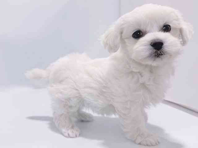 大阪府のペキプー(ペキニーズ×プードル) (ひごペットフレンドリーイズミヤショッピングセンター千里丘店/2025年9月30日生まれ/女の子/ホワイト)の子犬の2枚目の画像