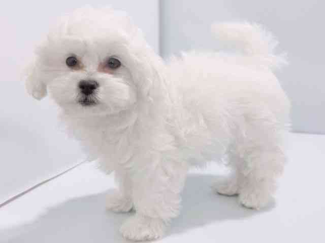 大阪府のペキプー(ペキニーズ×プードル) (ひごペットフレンドリーイズミヤショッピングセンター千里丘店/2025年9月30日生まれ/女の子/ホワイト)の子犬の2枚目の画像
