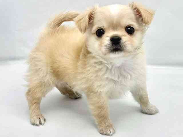 大阪府のチワワ(ロング) (ひごペットフレンドリーイトーヨーカドー津久野店/2025年9月30日生まれ/男の子/クリームホワイト)の子犬の2枚目の画像