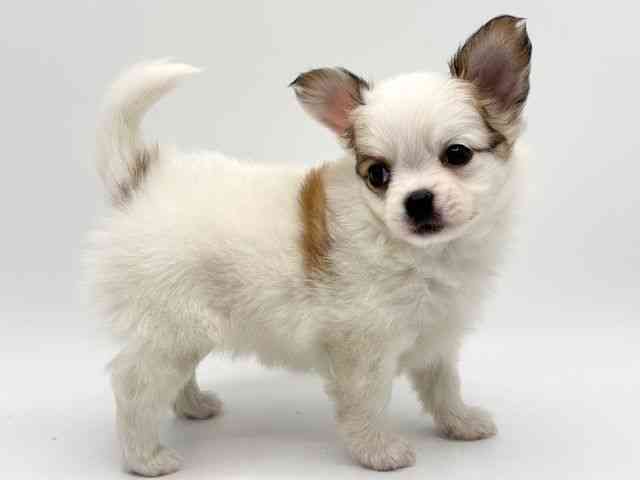 大阪府のパピチー/チワパピ(パピヨン×チワワ) (ひごペットフレンドリーみのおキューズモール店/2025年9月30日生まれ/女の子/ホワイトブラウン)の子犬の2枚目の画像