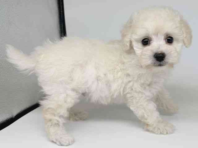 大阪府のトイプードル(トイ) (ひごペットフレンドリー瓜破店/2025年9月29日生まれ/男の子/ホワイト)の子犬の2枚目の画像