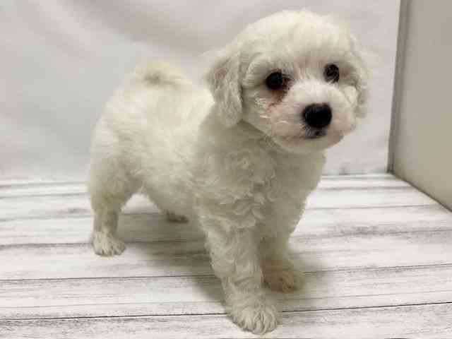 和歌山県のビションフリーゼ (ひごペットフレンドリーパームシティ和歌山店/2025年9月29日生まれ/男の子/ホワイト)の子犬の2枚目の画像