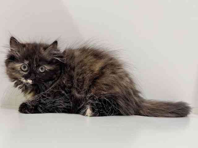 奈良県のラガマフィン (ひごペットフレンドリーイオンモール橿原ウエスト・ビレッジ店/2025年9月28日生まれ/女の子/トーティー)の子猫の2枚目の画像