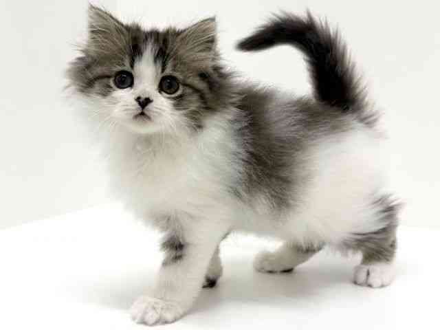 大阪府のスコティッシュフォールド (ひごペットフレンドリーくずはモール店/2025年9月30日生まれ/女の子/ブラウンタビーホワイト)の子猫の2枚目の画像