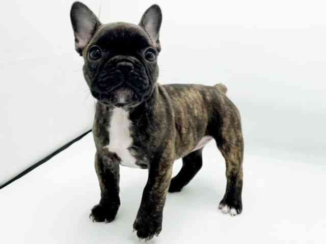 兵庫県のフレンチブルドッグ (ひごペットフレンドリーコロワ甲子園店/2025年9月29日生まれ/女の子/ブリンドル)の子犬の2枚目の画像