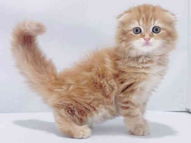 京都府のスコティッシュフォールド (ひごペットフレンドリーイズミヤショッピングセンター八幡店/2025年10月1日生まれ/女の子/レッドタビー)の子猫の2枚目の画像