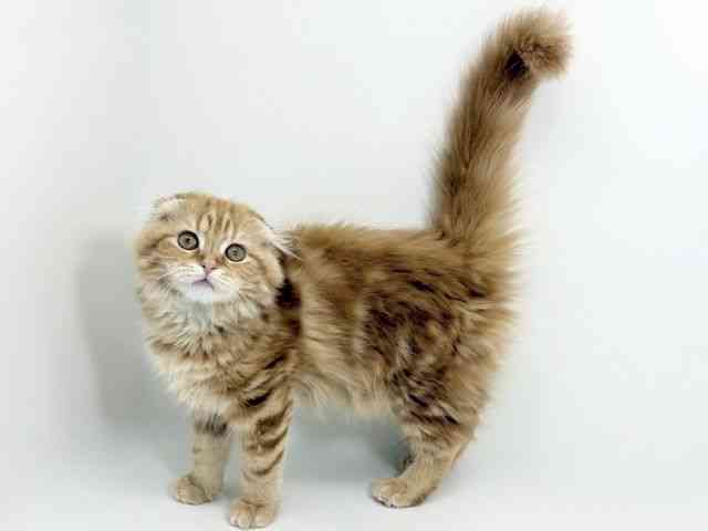 京都府のスコティッシュフォールド (ひごペットフレンドリーイズミヤショッピングセンター八幡店/2025年10月1日生まれ/女の子/レッドタビー)の子猫の2枚目の画像